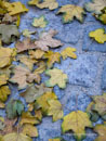 The Season of Colors